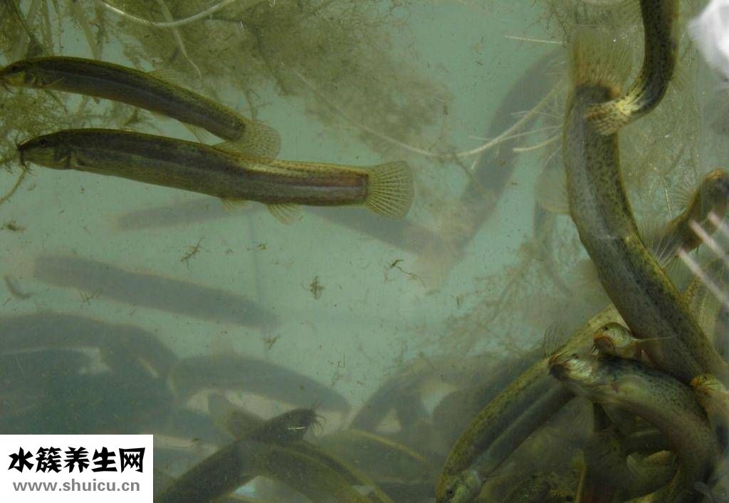 泥鰍粉怎么吃