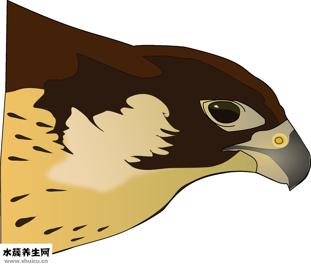 干煸魷魚須怎么做