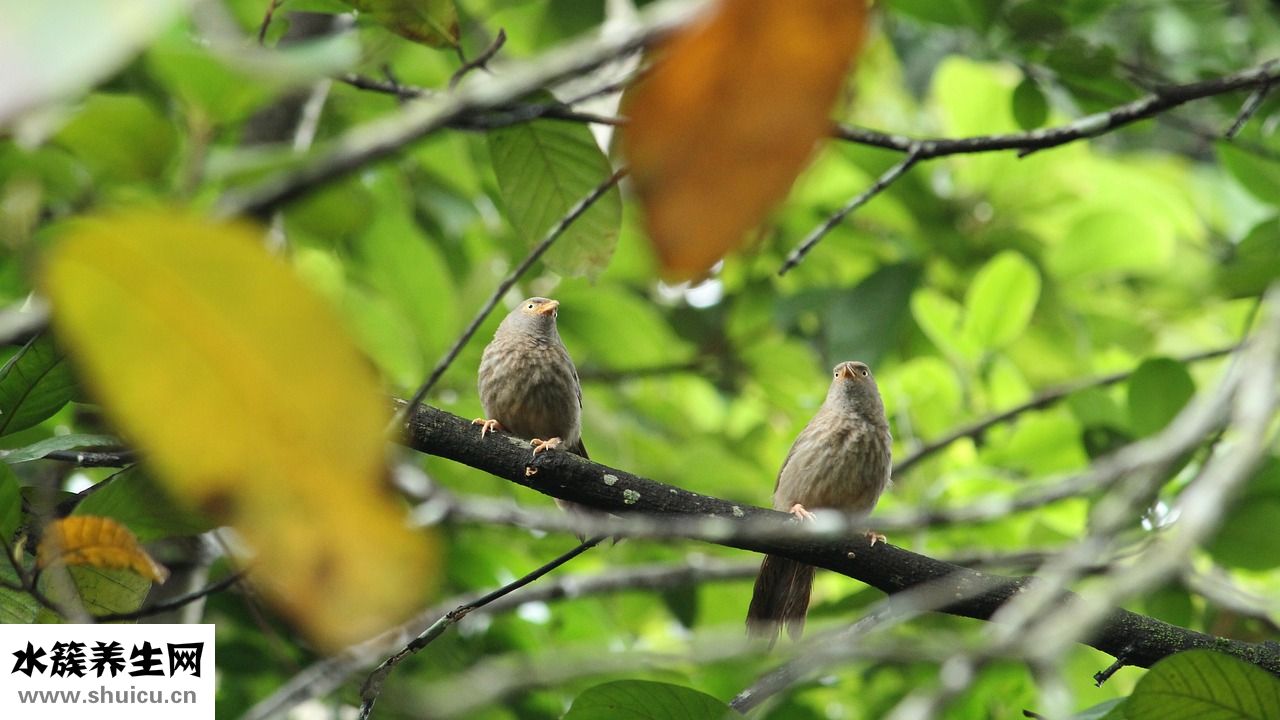 兩只畫眉鳥怎么養