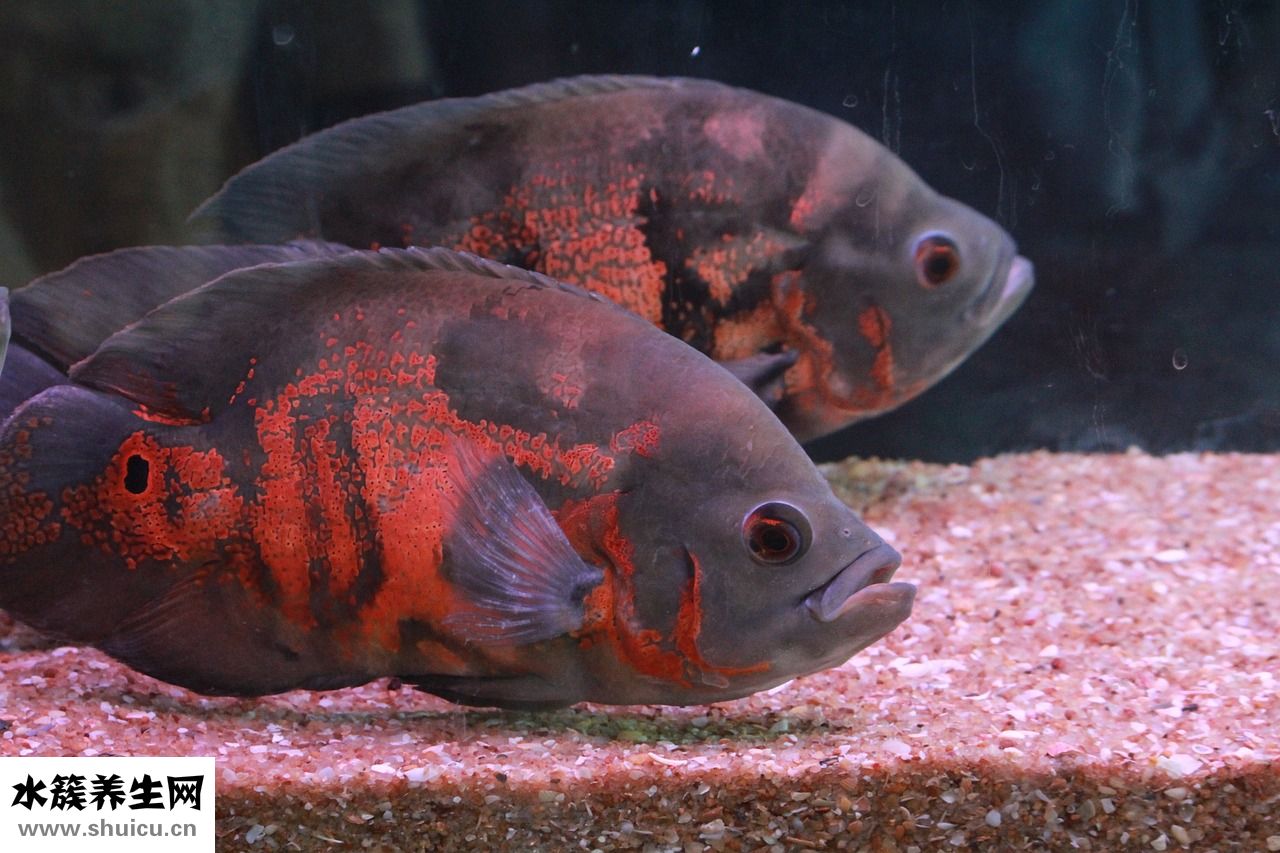 火焙魚怎么吃