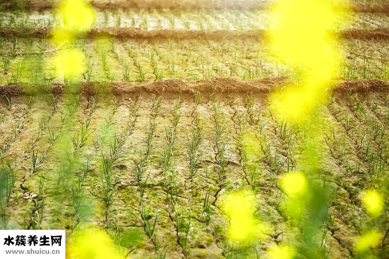 油種怎么用
