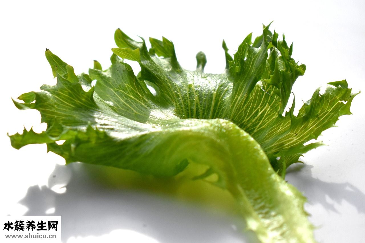 怎么挑選香菇