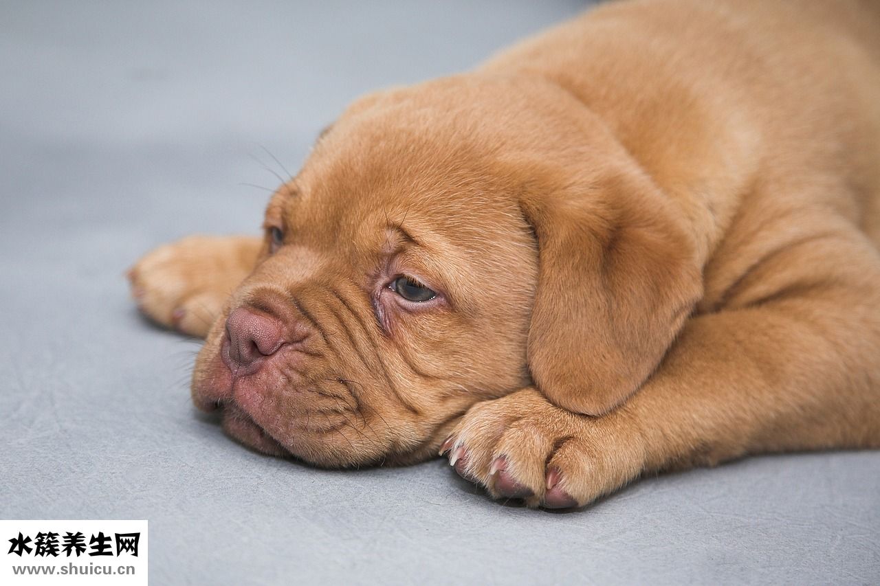 泰迪犬感冒了怎么辦
