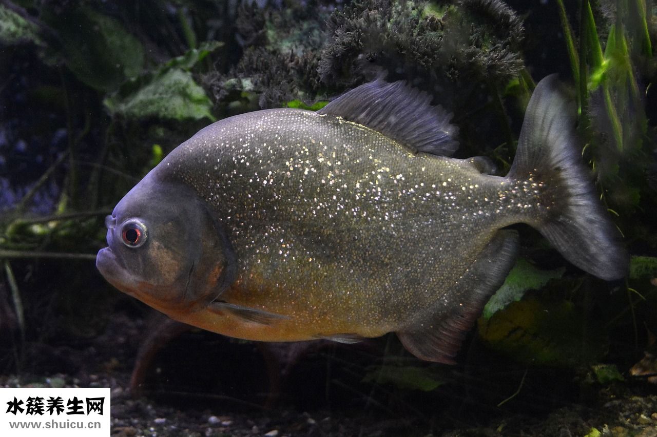 魚磷怎么吃