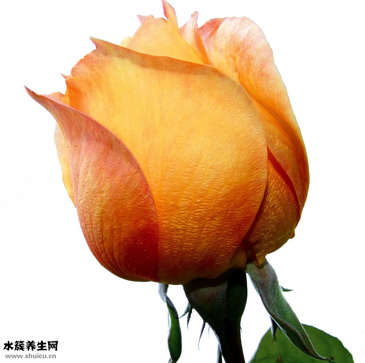 閏九月怎么算