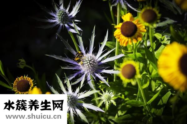 炒肉絲怎么嫩