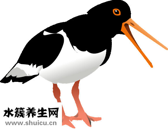 杜蠣怎么吃