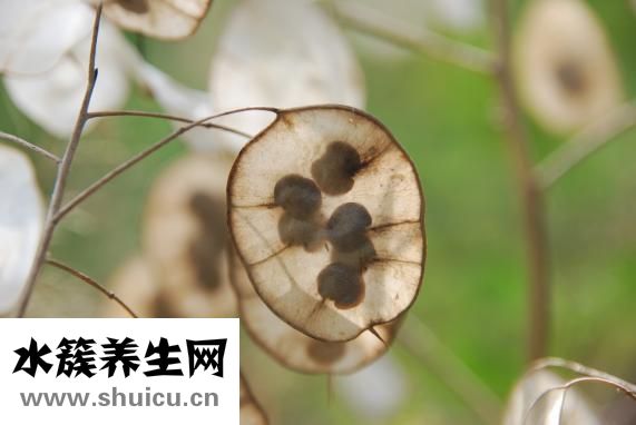 亞麻花怎么種