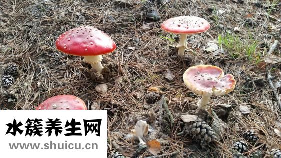 干魚翅怎么吃