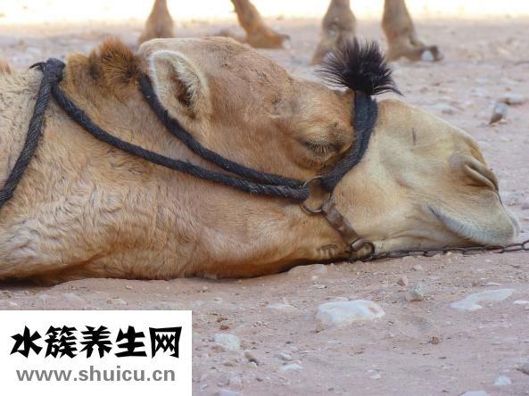 鳳尾魚下崽后怎么養