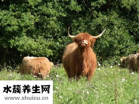 牛胸肉怎么燒