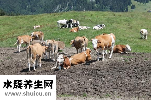 牛胸肉怎么燒