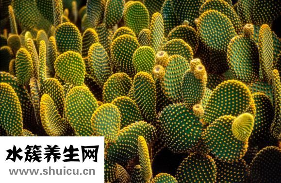 盧魚怎么蒸