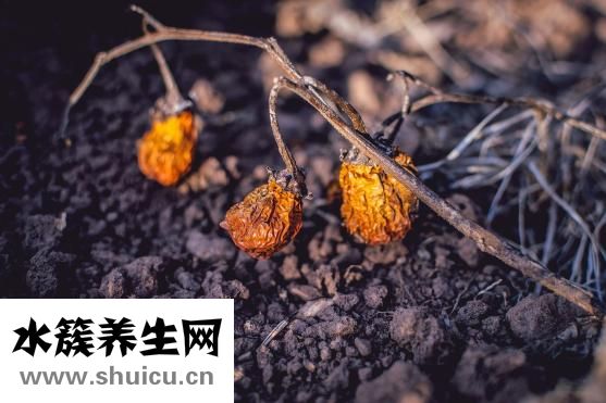 苤藍怎么腌制