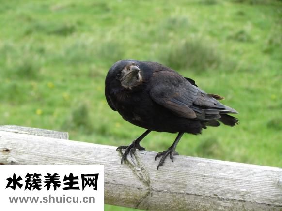 盧魚怎么蒸