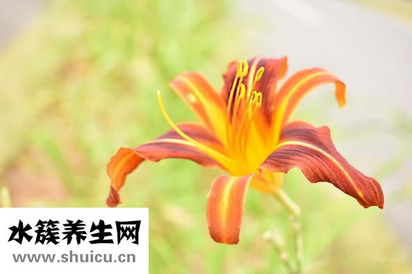干魚翅怎么吃