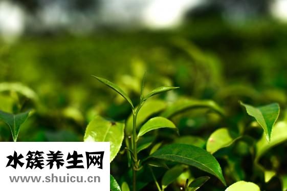 山楂片怎么曬