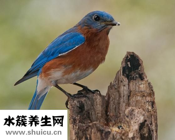 盧魚怎么蒸