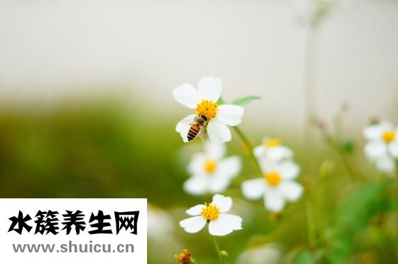 鳥籠怎么用