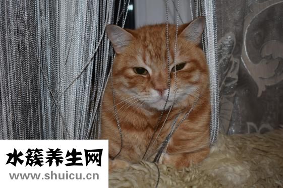 毛發多怎么辦