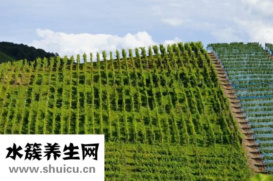 亞麻花怎么種