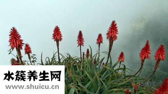 盧魚怎么蒸