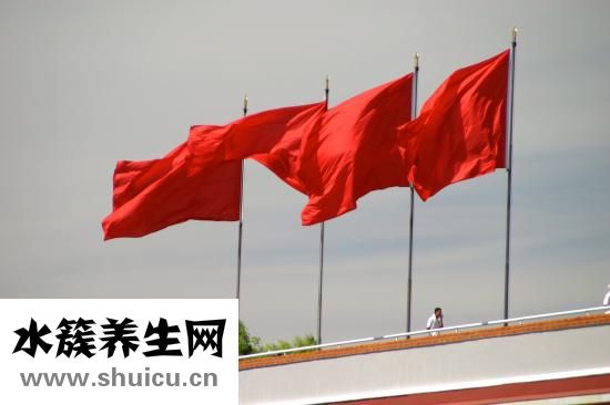 樺樹怎么種
