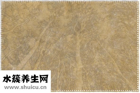 枸櫞怎么念