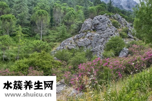 鳥籠怎么用