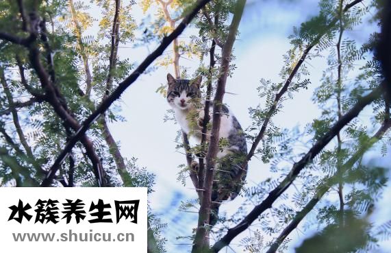 山棗怎么泡水