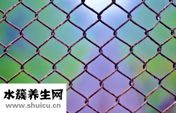 山棗怎么泡水