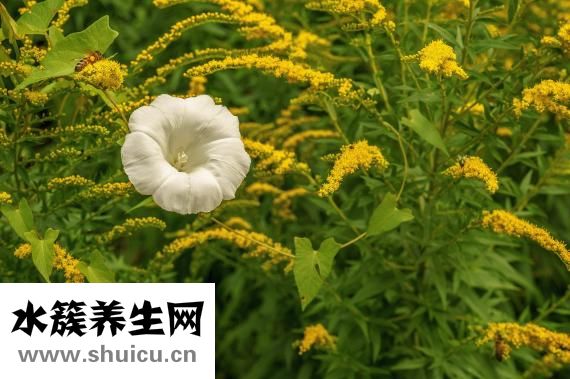 怎么拌芥梗