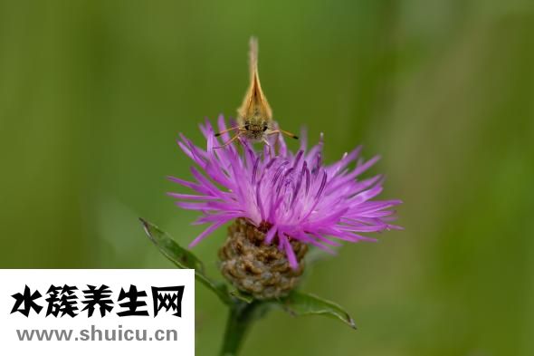 霍建華眼睛怎么了