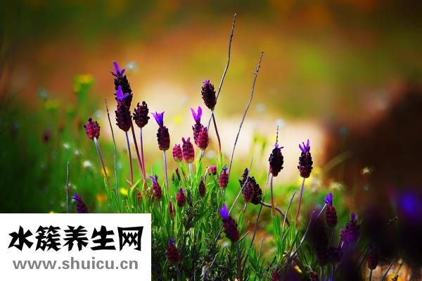 怎么臉部減肥