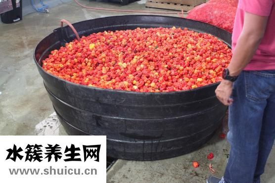 生牛鞭怎么做