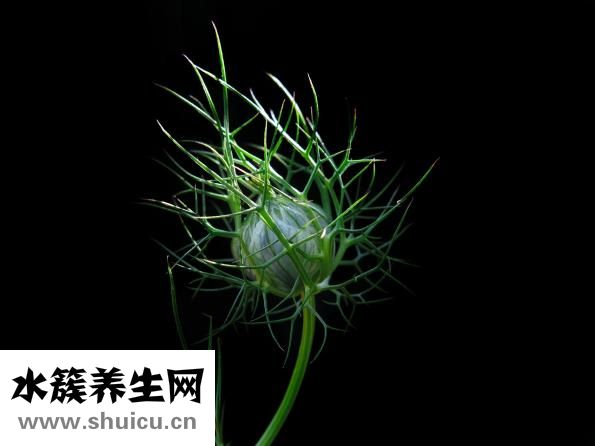 怎么炒雞不腥