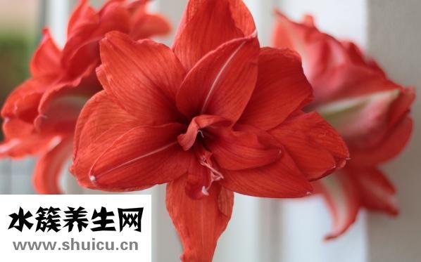 鹽療怎么做
