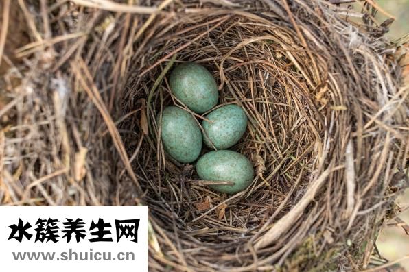 醬油怎么煮