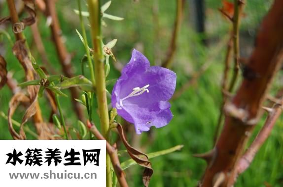 怎么拌芥梗