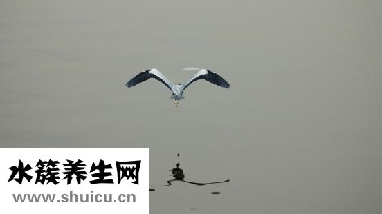 黃芪怎么洗