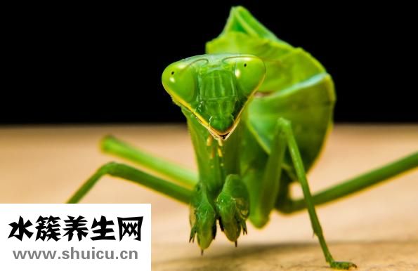 冬天怎么養螳螂