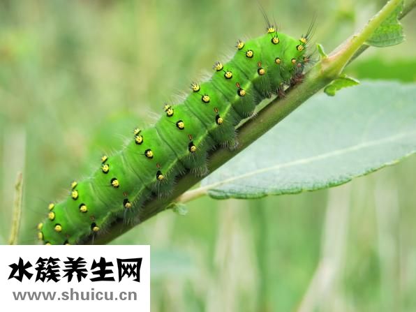 絲襪怎么洗