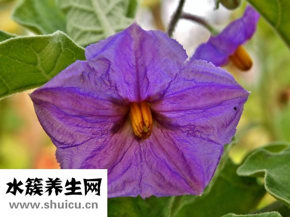 五椏果怎么吃