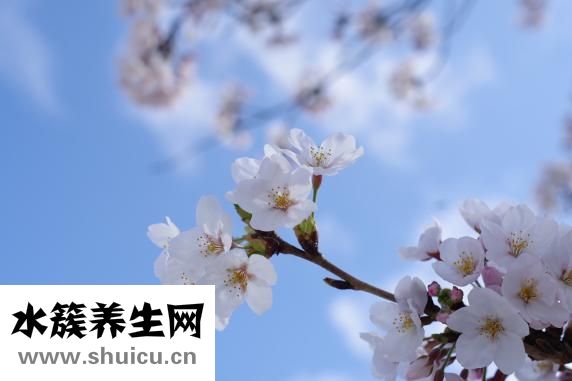 蘭梅怎么吃