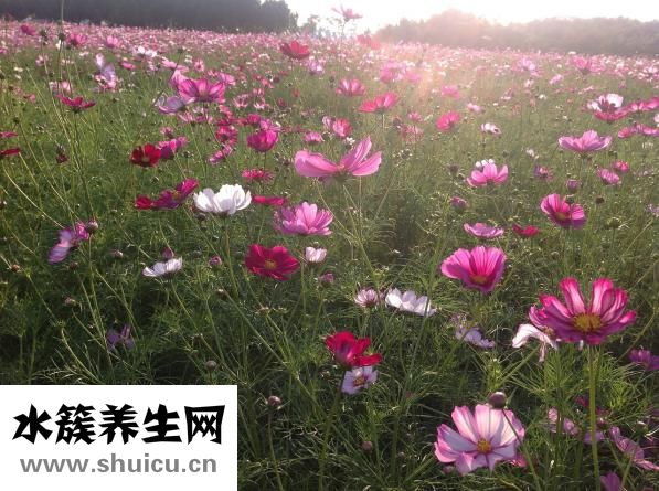 不射怎么治