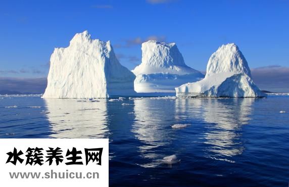 北極參怎么發
