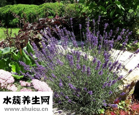 蘭梅怎么吃