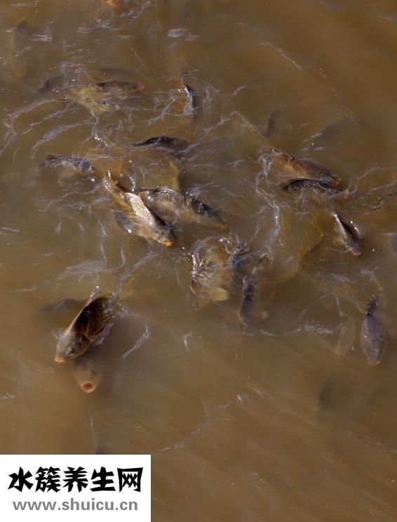 做魚湯怎么做