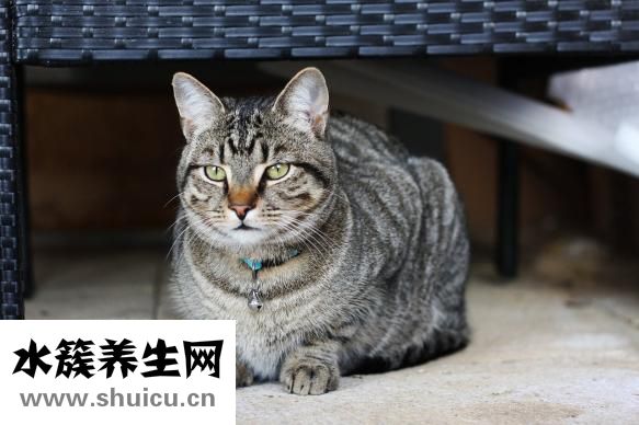 受不鳥怎么辦