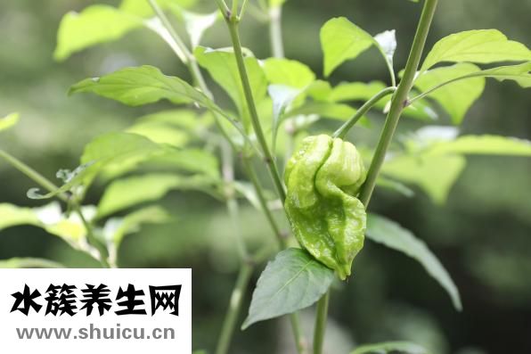 火焰菜怎么做